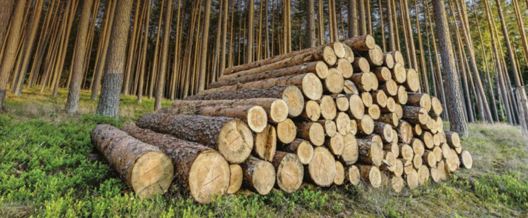 Ograniczenie wyrębówna 100 ha lasów TO POCZĄTEK ZMIAN